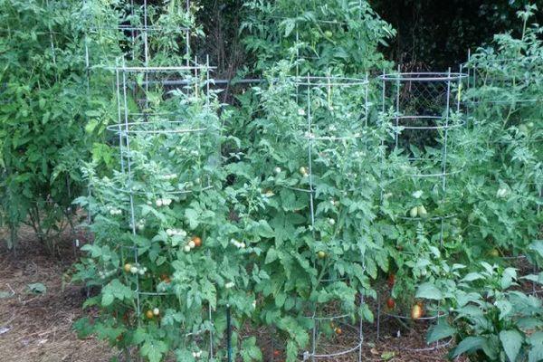 การปลูกมะเขือเทศ