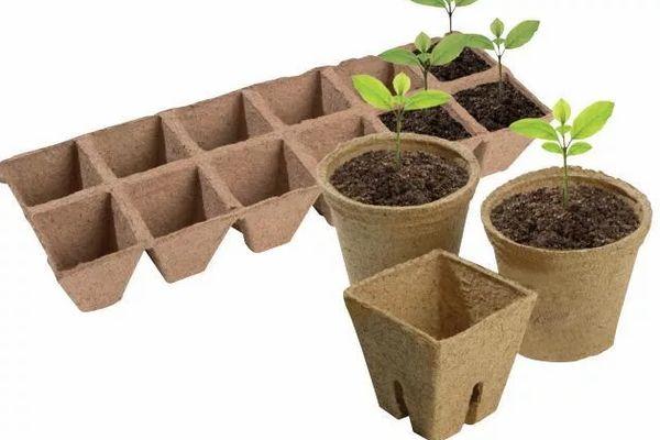 กระถางพร้อมต้นกล้า