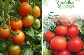 มะเขือเทศธง