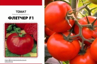 มะเขือเทศเฟลตเชอร์