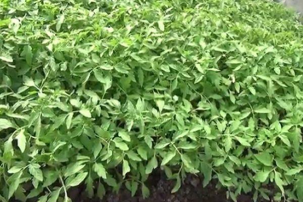 Cultiver des tomates