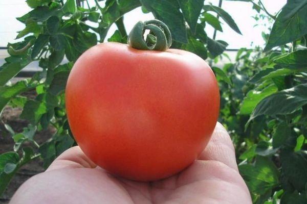 tomate de Floride