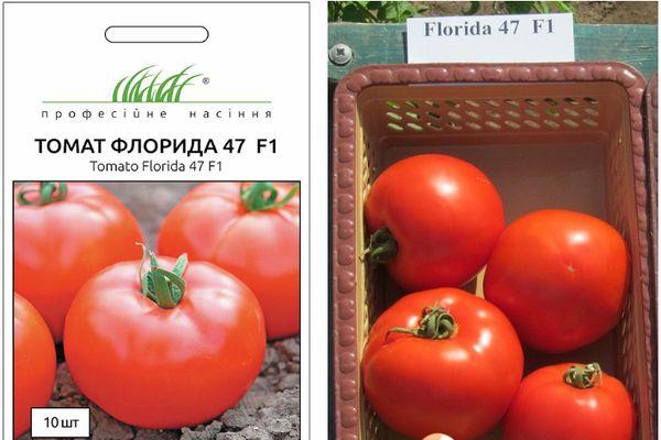 tomates de Floride