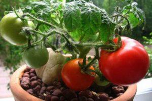 คำอธิบายของมะเขือเทศพันธุ์ Florida Petit ที่โดดเด่นและลักษณะการเจริญเติบโต