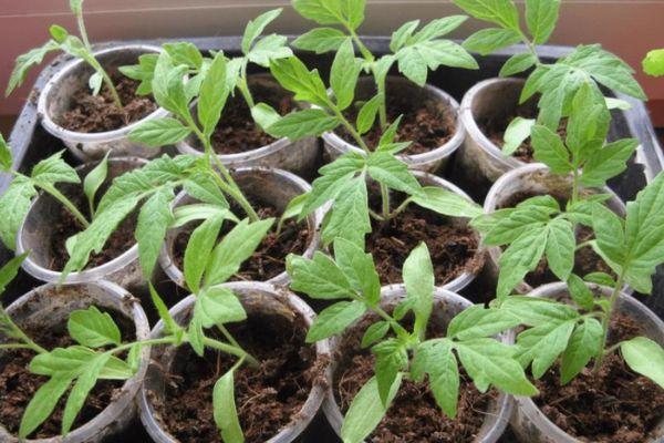 ภาชนะใส่ต้นกล้า