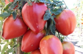 มะเขือเทศลูกผสม