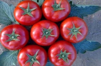 มะเขือเทศผลกลม