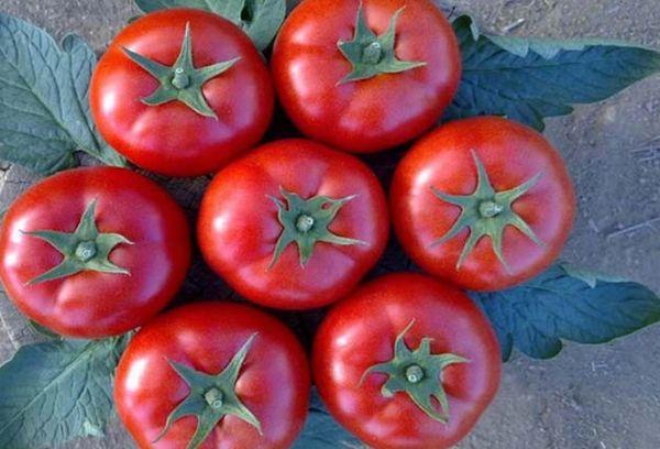 Tomates à fruits ronds