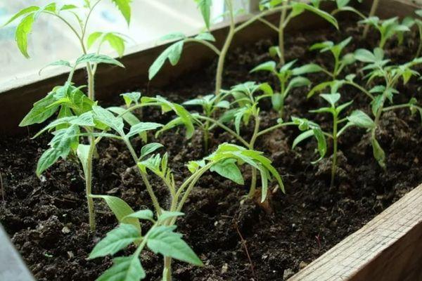 plants de tomates