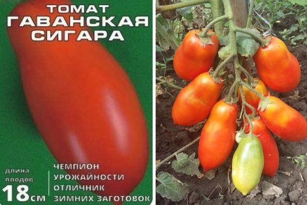 Un paquet de graines