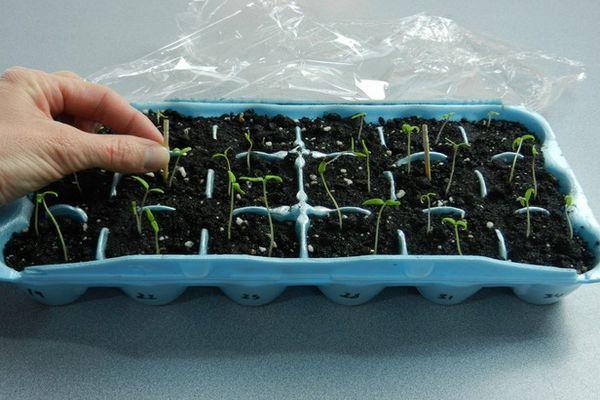 การเด็ดมะเขือเทศ