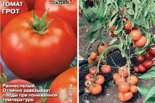 graines de tomates