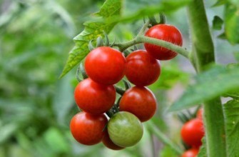 มะเขือเทศกรอต