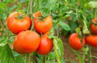 มะเขือเทศ GS