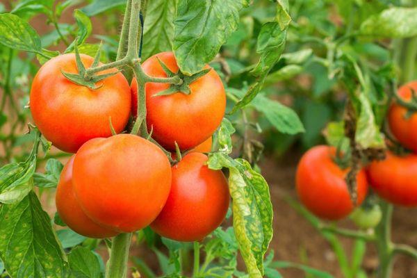 มะเขือเทศ GS