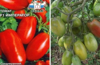 มะเขือเทศจักรพรรดิ