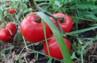 มะเขือเทศสีแดง