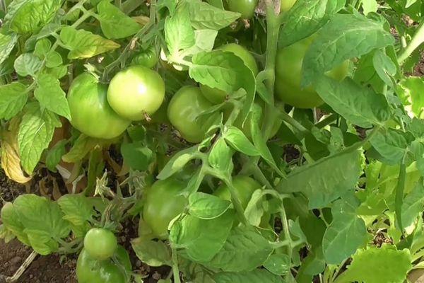 มะเขือเทศสีเขียว