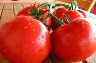 กัปตันมะเขือเทศ