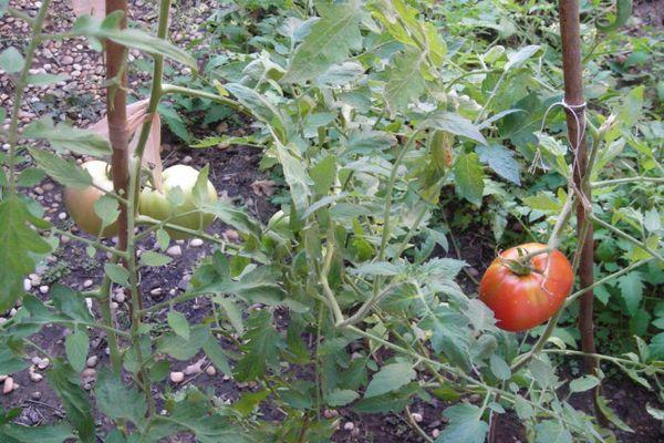 Buissons de tomates