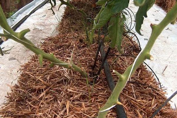 การคลุมดิน