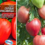 เมล็ดมะเขือเทศ