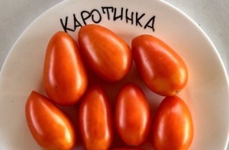 มะเขือเทศคาโรตินก้า