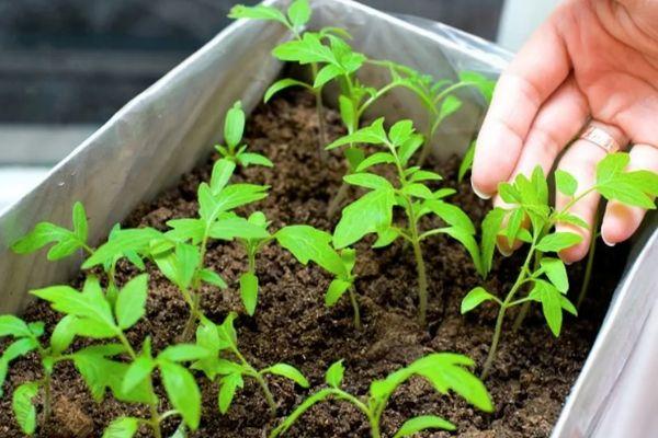 ลักษณะของมะเขือเทศคิงคองและคำแนะนำในการปลูก