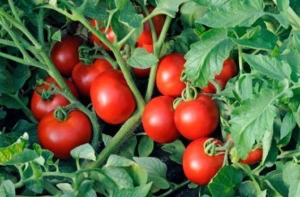 ผลมะเขือเทศ