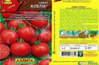 ลักษณะของมะเขือเทศ