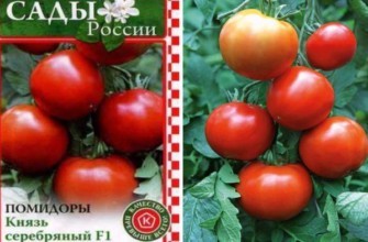 เมล็ดมะเขือเทศ