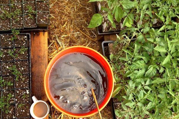 การปลูกมะเขือเทศ