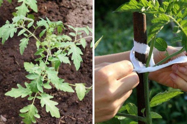 การปักมะเขือเทศ