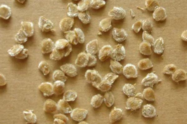 เมล็ดมะเขือเทศ