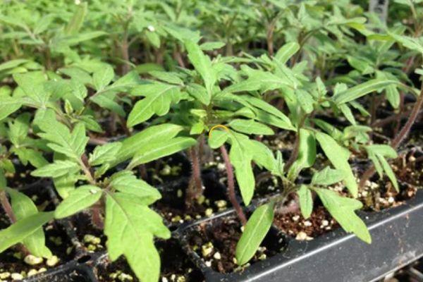 กล่องใส่ต้นกล้า