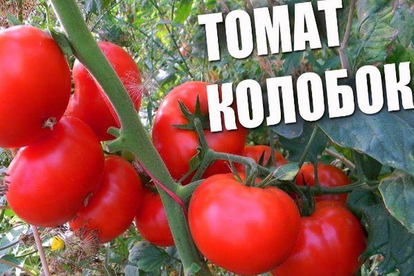 มะเขือเทศโคโลบ็อก