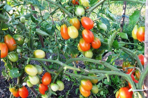 Buissons de tomates