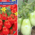 มะเขือเทศคาลาโคลชิก