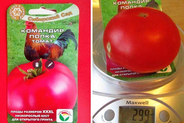 เมล็ดมะเขือเทศ