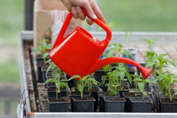 การรดน้ำต้นกล้า