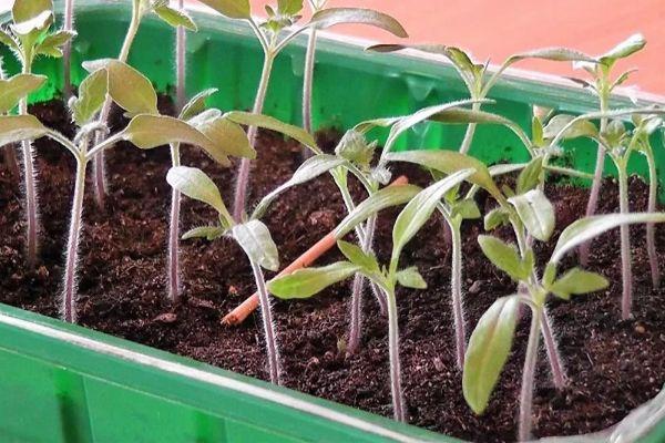 กล่องใส่ต้นกล้า