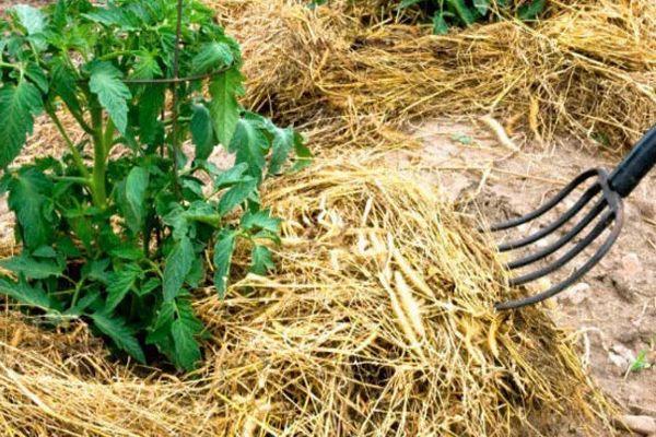 การคลุมดิน