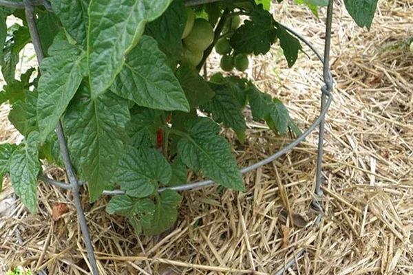 การคลุมดิน