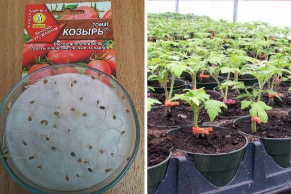 graines de tomates