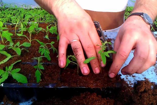 การปลูกต้นกล้า