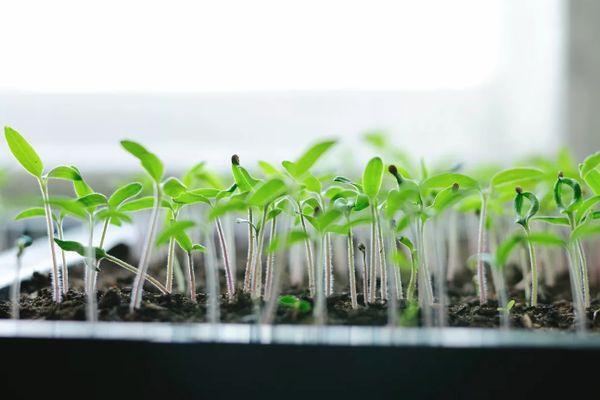 การปลูกต้นกล้า