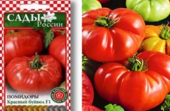 ลักษณะของมะเขือเทศ