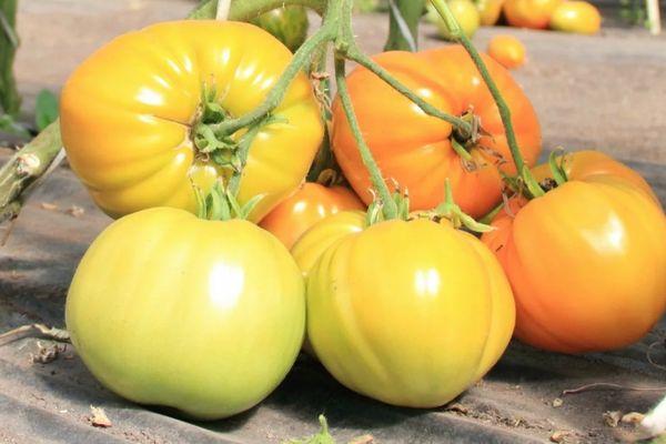 มะเขือเทศสีขาว