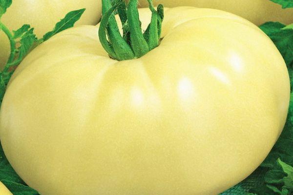 มะเขือเทศสีขาว