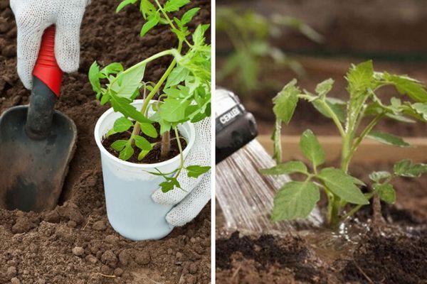 Arrosage et plantation